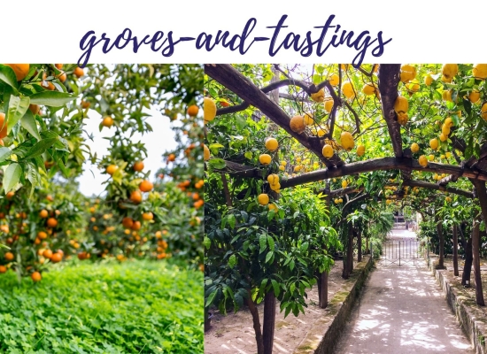 Amalfi Lemon Groves and Tastings